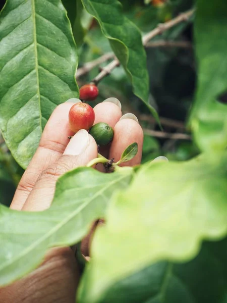 树上成熟咖啡豆的特写图 — 图库照片