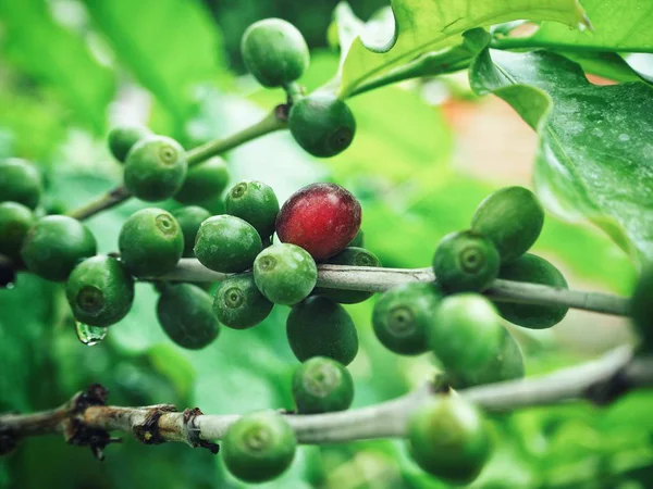 Kahve Çekirdekleri Ağaç Üzerinde Olgunlaşma Görünümü Kapat — Stok fotoğraf