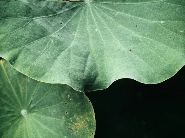 Lotus leaves background — Stock Photo, Image