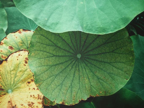 Lotus leaves background — Stock Photo, Image