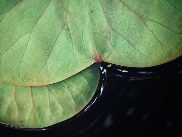 Lotus leaves background — Stock Photo, Image