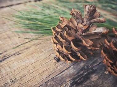 çam kozalakları yeşil dallar ile ahşap masa üzerinde görmek 
