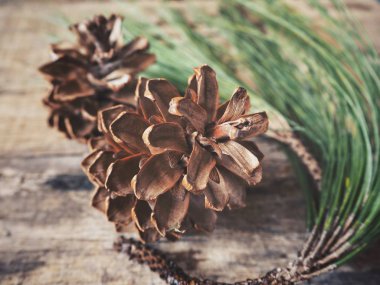 çam kozalakları yeşil dallar ile yakından görmek rustik ahşap tablo     