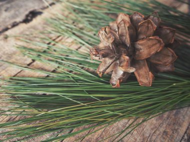 çam kozalağı ve yeşil dallar yakından görmek ahşap tablo 