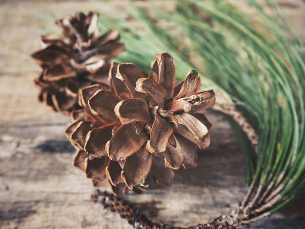 çam kozalakları yeşil dallar ile yakından görmek rustik ahşap tablo     