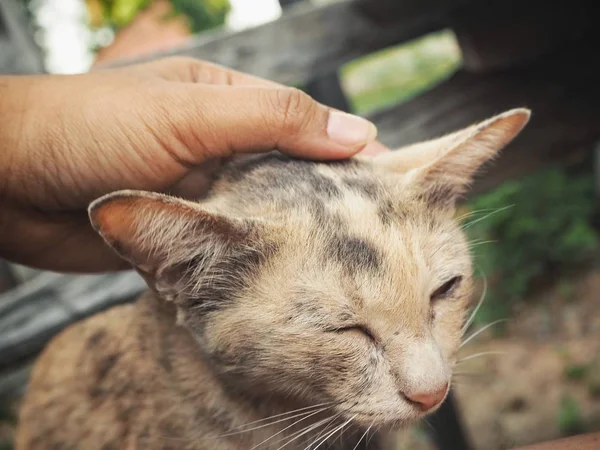 Mão Jogando Gato Fundo Close — Fotografia de Stock