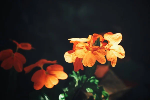 日光の下で明るいオレンジ色の花の表示を閉じる — ストック写真