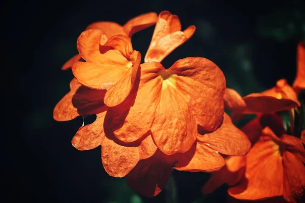Close View Bright Orange Flowers Sunlight — Stock Photo, Image