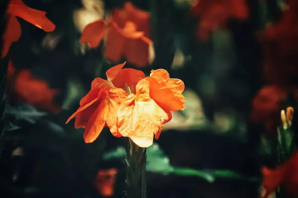 日光の下で明るいオレンジ色の花の表示を閉じる — ストック写真