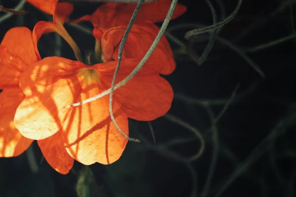 Zavřít Pohled Jasně Oranžové Květy Slunci — Stock fotografie