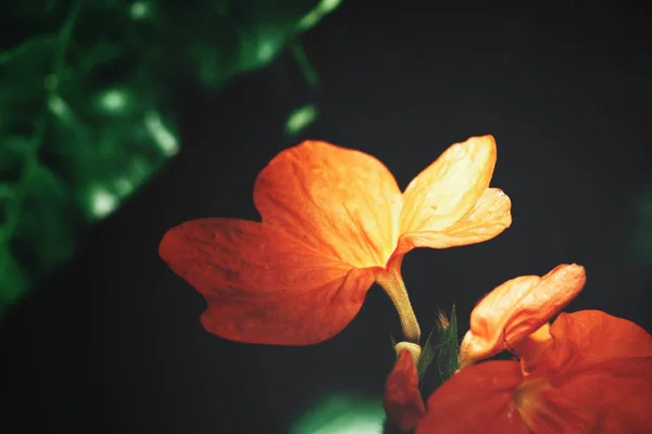 Zavřít Pohled Jasně Oranžové Květy Slunci — Stock fotografie