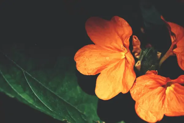 日光の下で明るいオレンジ色の花の表示を閉じる — ストック写真