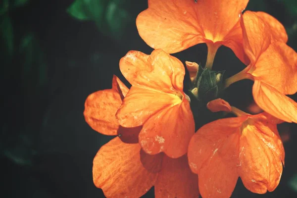 Близкий Вид Ярких Оранжевых Цветов Солнце — стоковое фото