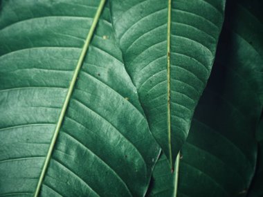 güzel yeşil yaprakları ile damar dokulu arka plan