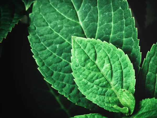 Beautiful Green Leaves Veins Dark Background — Stock Photo, Image