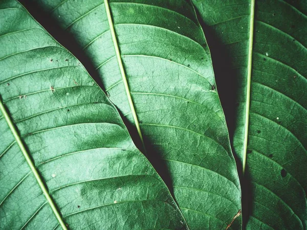 Belas Folhas Verdes Com Veias Fundo — Fotografia de Stock