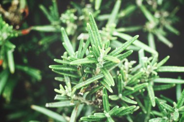 Taze yeşil dal biberiye görünümü Kapat