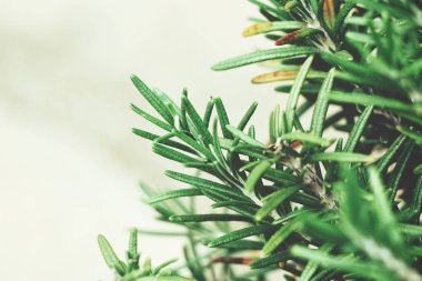 Taze yeşil dal biberiye görünümü Kapat