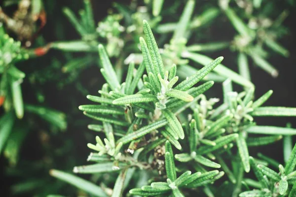 Taze yeşil dal biberiye görünümü Kapat