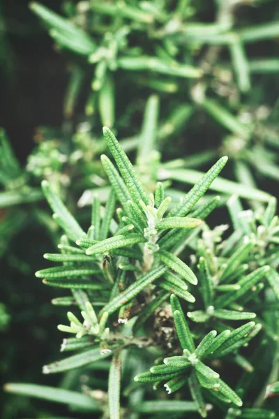 Taze yeşil dal biberiye görünümü Kapat