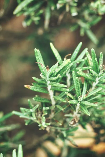 Taze yeşil dal biberiye görünümü Kapat
