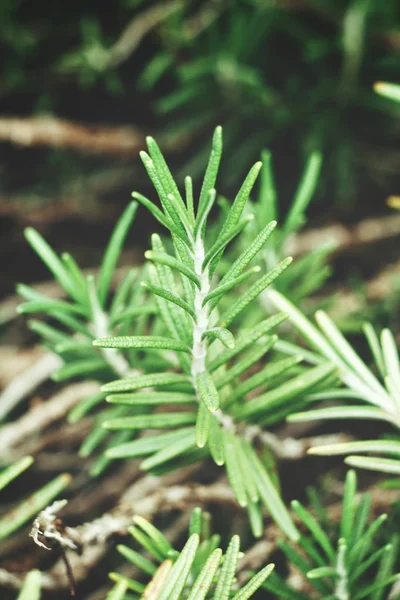 ローズマリーの新鮮な緑の小枝の表示を閉じる — ストック写真