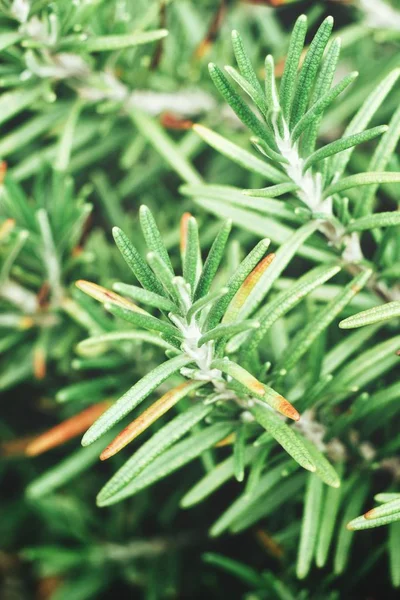 ローズマリーの新鮮な緑の小枝の表示を閉じる — ストック写真