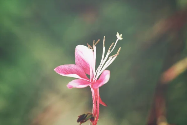 Закрытый Вид Нежного Розового Цветка Текстурированный Фон — стоковое фото