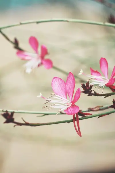 Закрытый Вид Нежные Розовые Цветы Текстурированный Фон — стоковое фото