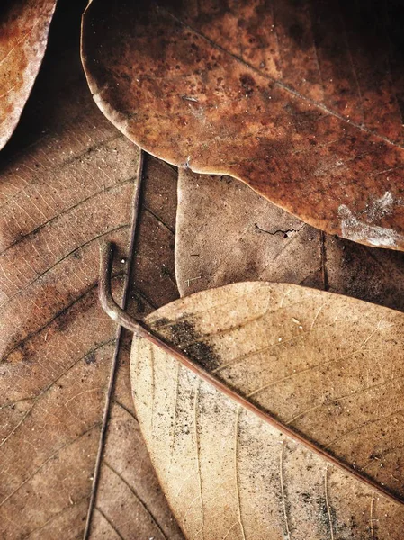 Görünümü Kapat kurutulmuş sonbahar yaprakları, dokulu arka plan