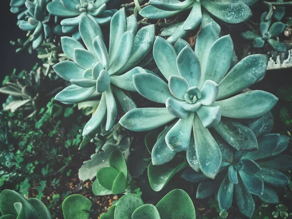 Крупним Планом Рослина Зелених Кактусів — стокове фото