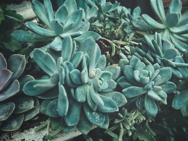 Vista Próxima Planta Suculenta Cacto Verde — Fotografia de Stock