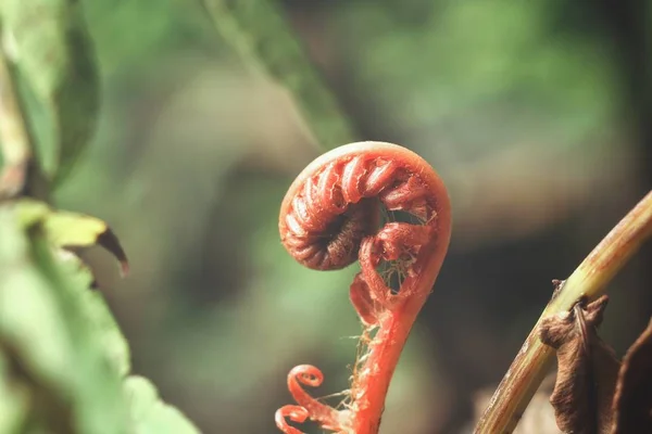 Weergave Van Kleine Jonge Groene Fern Blad Sluit — Stockfoto