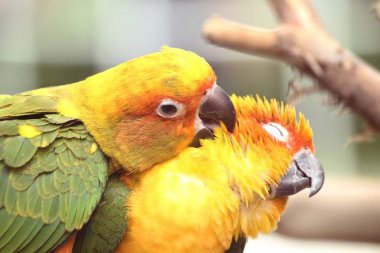 Çift renkli sarı papağan dalda oturan