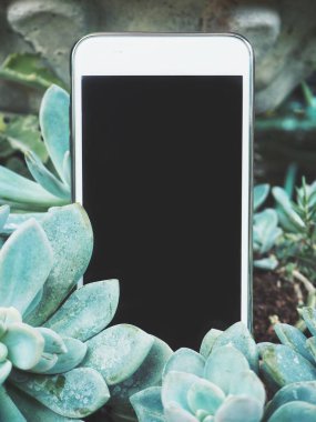 Kaktüs zemin üzerine telefonla akıllı, yakın çekim