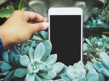 Kaktüs zemin üzerine telefonla akıllı, yakın çekim