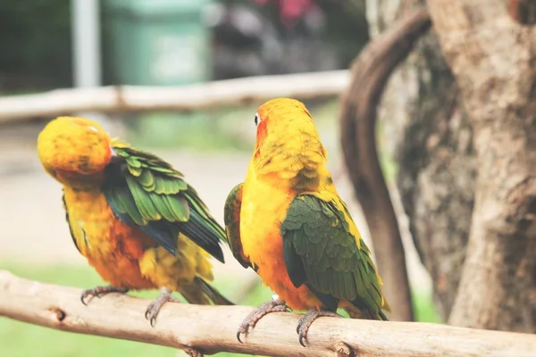 Pareja Coloridos Loros Amarillos Sentados Rama —  Fotos de Stock