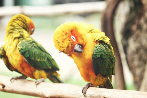 Pareja Coloridos Loros Amarillos Sentados Rama —  Fotos de Stock