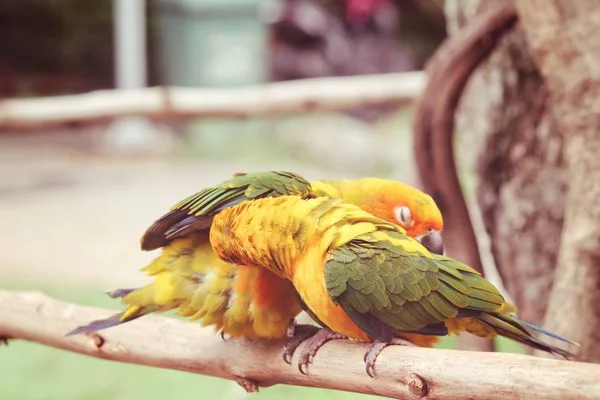 Пара Барвистих Жовтих Папуг Сидять Гілці — стокове фото