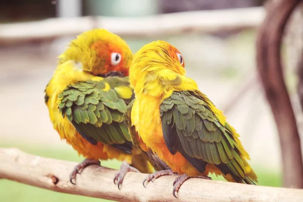 Pareja Coloridos Loros Amarillos Sentados Rama —  Fotos de Stock