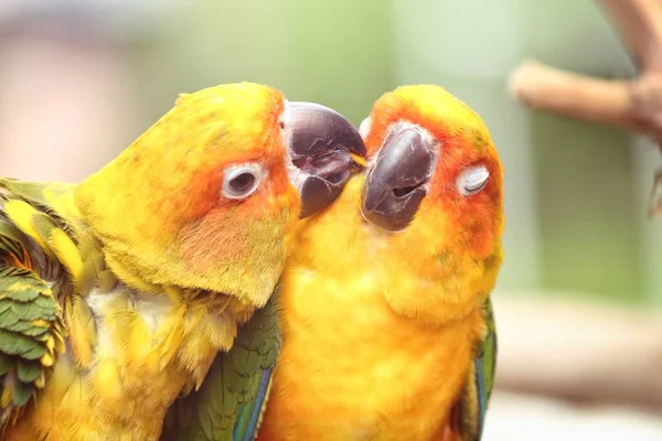 Casal Papagaios Amarelos Coloridos Sentados Ramo — Fotografia de Stock