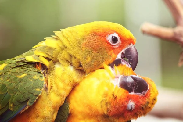 Couple Colorful Yellow Parrots Sitting Branch — Stock Photo, Image