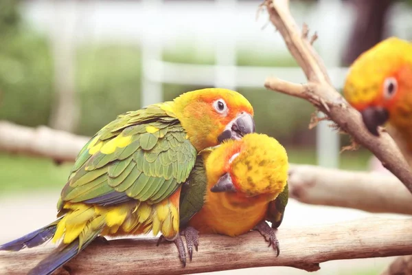 Couple of colorful yellow parrots sitting on branch