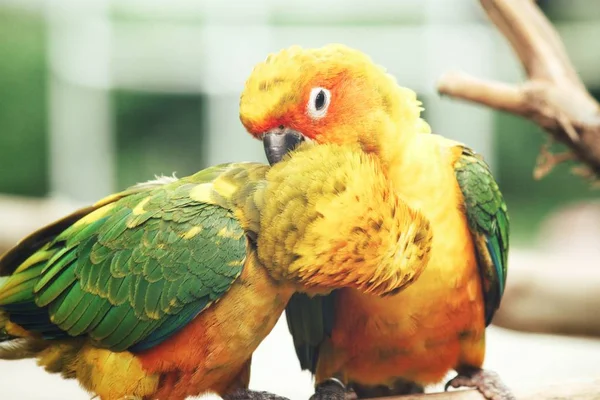 Kilka Kolorowych Papug Żółty Siedzący Gałęzi — Zdjęcie stockowe