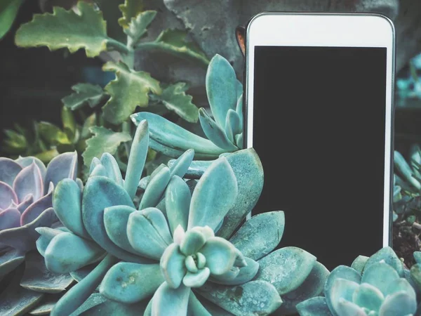 Kaktüs zemin üzerine telefonla akıllı, yakın çekim