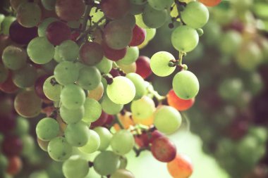 Yeşil üzüm bağ ağaçlarda olgunlaşma görünümü Kapat