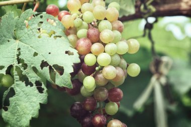Yeşil üzüm bağ ağaçlarda olgunlaşma görünümü Kapat