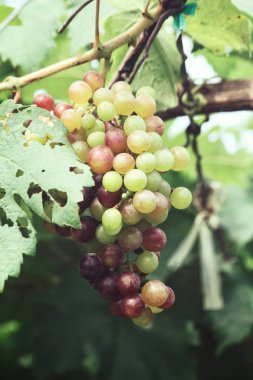 Yeşil üzüm bağ ağaçlarda olgunlaşma görünümü Kapat