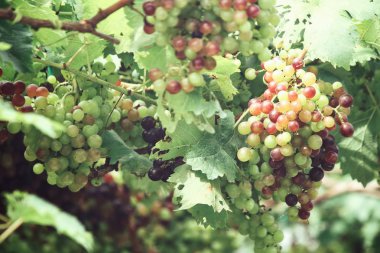 Yeşil üzüm bağ ağaçlarda olgunlaşma