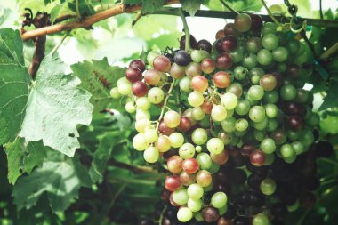 Yeşil üzüm bağ ağaçlarda olgunlaşma görünümü Kapat